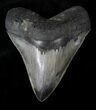 Very Wide Megalodon Tooth - Sharp Serrations #19498-1